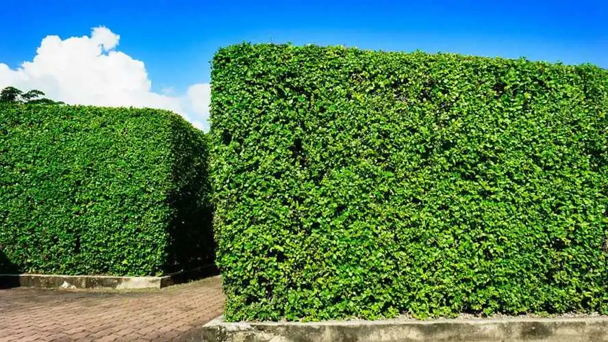 花间园林景观设计